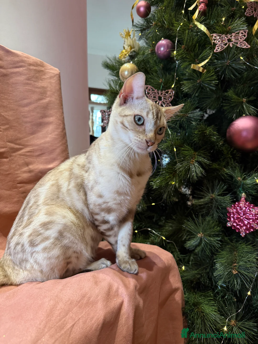 Bengala gatti in vendita: Gattino bengala snow mink  - Annuncio 1