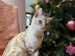 Bengala gatti Gattino bengala snow mink - Annuncio 9