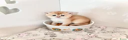 British gatti in vendita: Cuccioli di Brisith Shorthair con Pedigree - Annuncio 29