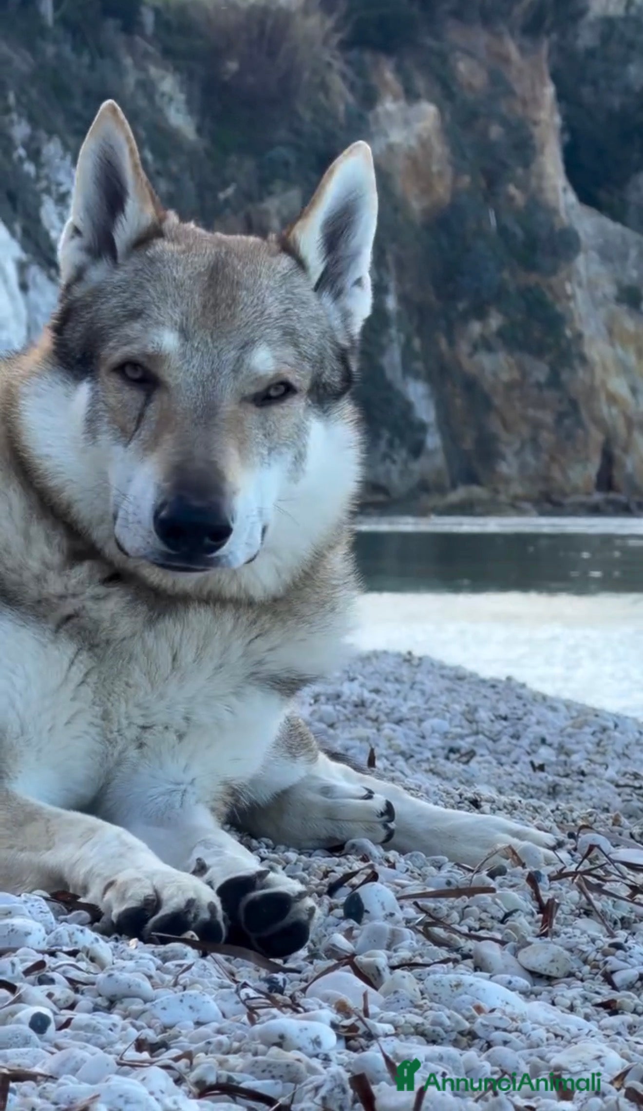 Lupo Cecoslovacco cani Vero lupo cecoslovacco 3 anni - Annuncio 1
