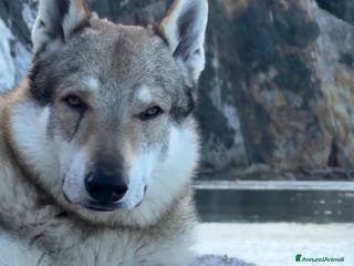 Lupo Cecoslovacco cani Vero lupo cecoslovacco 3 anni - Annuncio 1