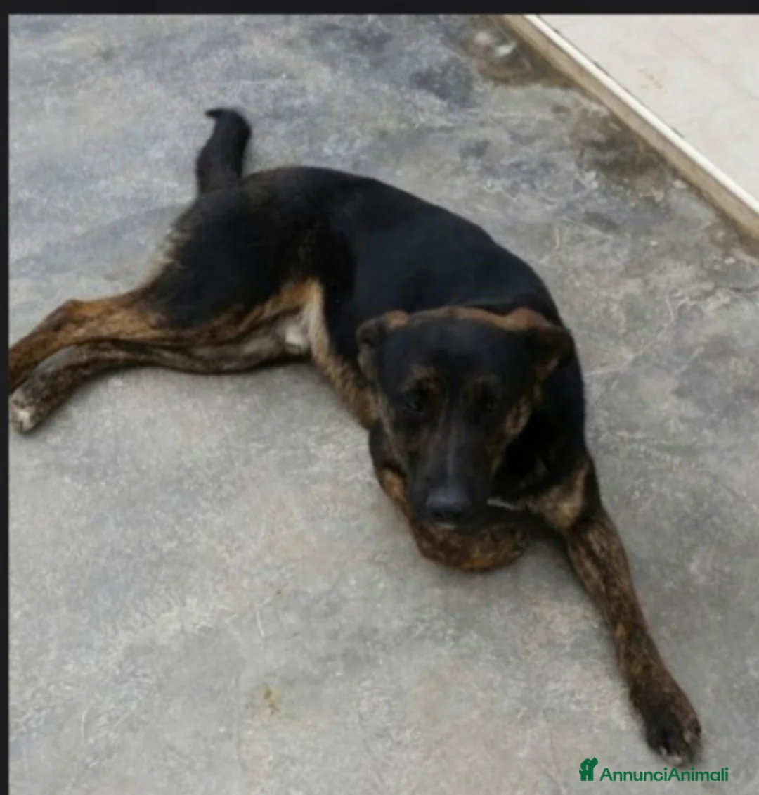 Meticcio cani in regalo: 4/5anni nero/tigrato invisibile in canile.PUGLIA a Città Metropolitana di Milano - Annuncio 2