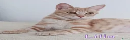 Europeo gatti in regalo:  LILLA GATTINA STUPENDA - Annuncio 5
