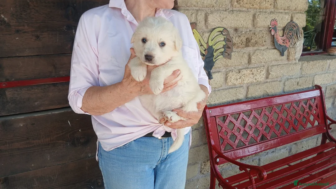Meticcio cani in regalo: SASHA NON VUOLE CRESCERE IN CANILE, IN ADOZIONE - Annuncio 2