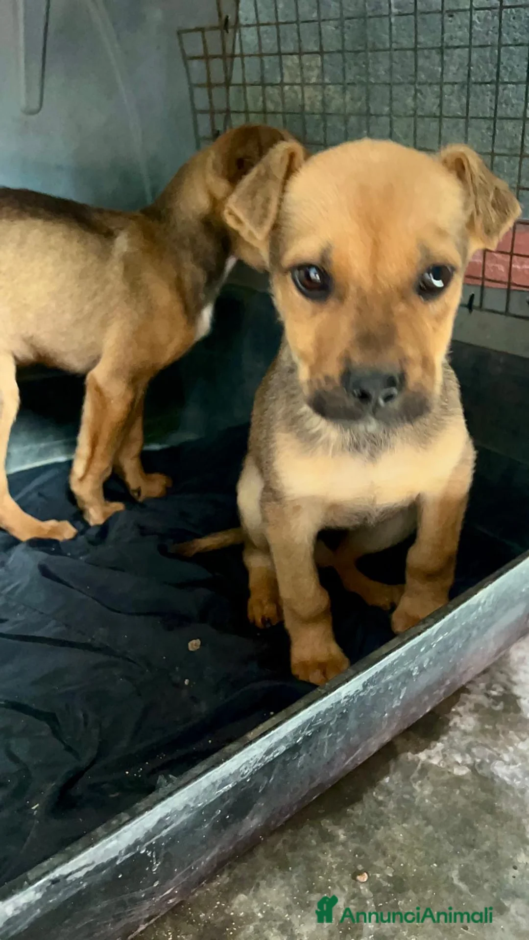 Pitbull cani in regalo: Cuccioli di pitbull in canile  - Annuncio 4