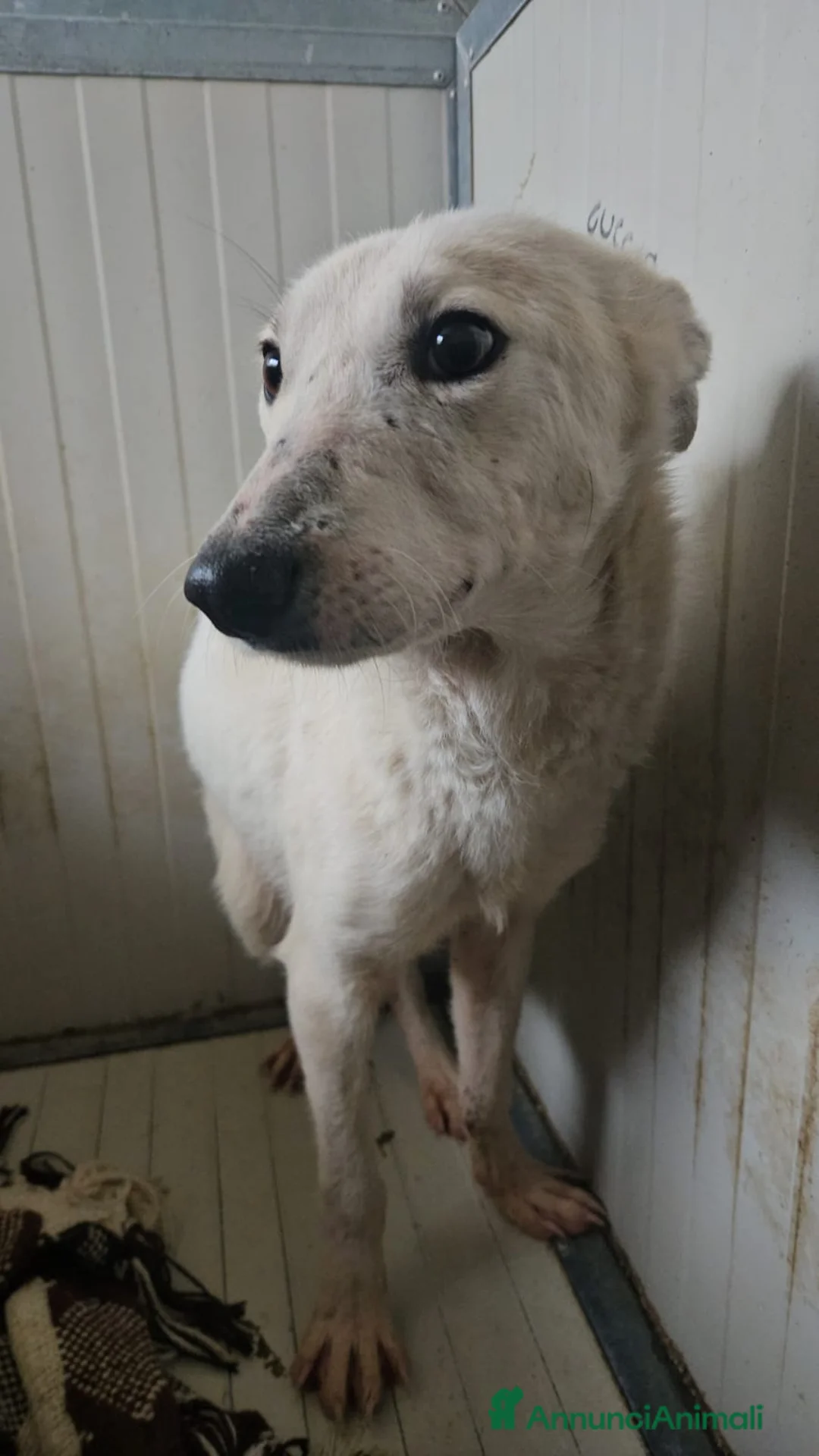 Meticcio cani in regalo: Oipe: docile e socievole. Taglia contenuta  - Annuncio 6