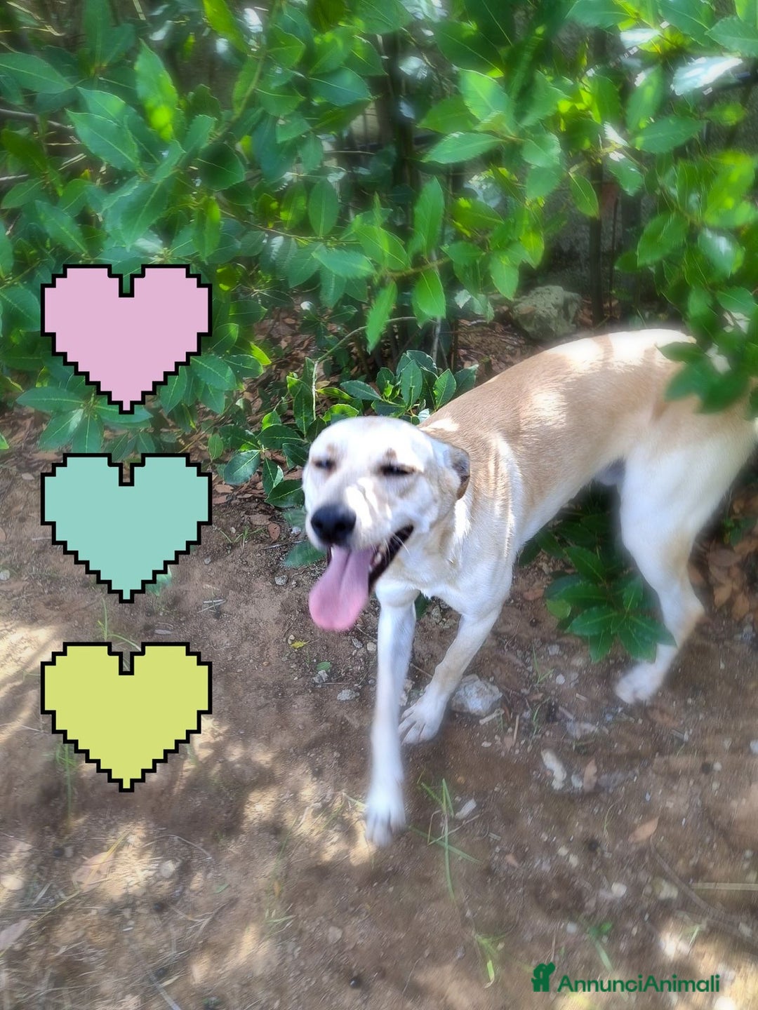 Meticcio cani in regalo: OLLY 💙 - cucciolo docile e coccolone cerca casa🥺 - Annuncio 3