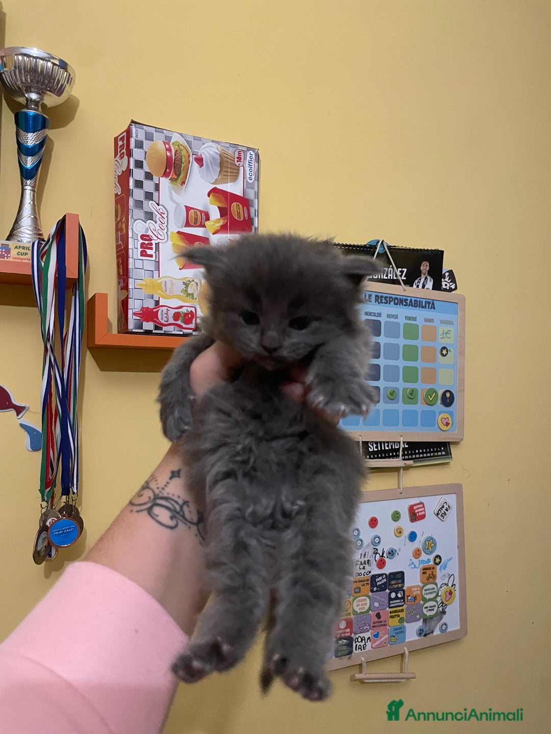 Maine Coon gatti in vendita: Mainecoon - Annuncio 8