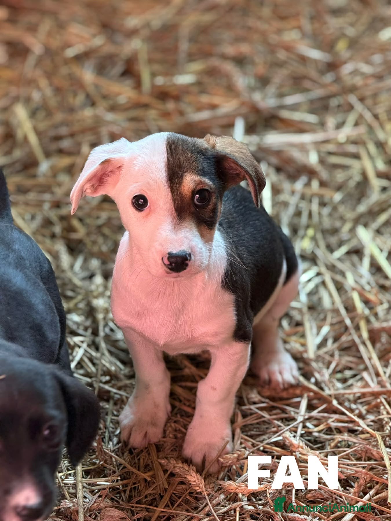 Meticcio cani 8 super CUCCIOLI tg PICCOLA cercano amore! - Annuncio 20