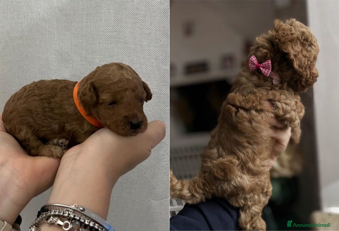 Barboncino Toy cani in vendita: Cuccioli Barboncini toy - Annuncio 8