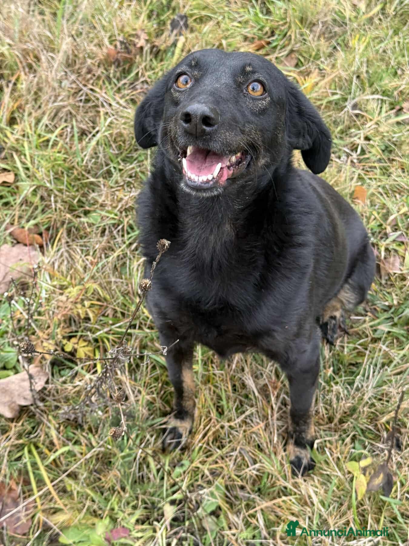 Meticcio cani STELLA, nanetta dolce da morire! - Annuncio 2