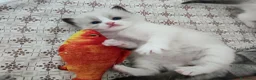 Ragdoll gatti in vendita: Femminucce ragdoll seal bicolore  a Città Metropolitana di Napoli - Annuncio 3