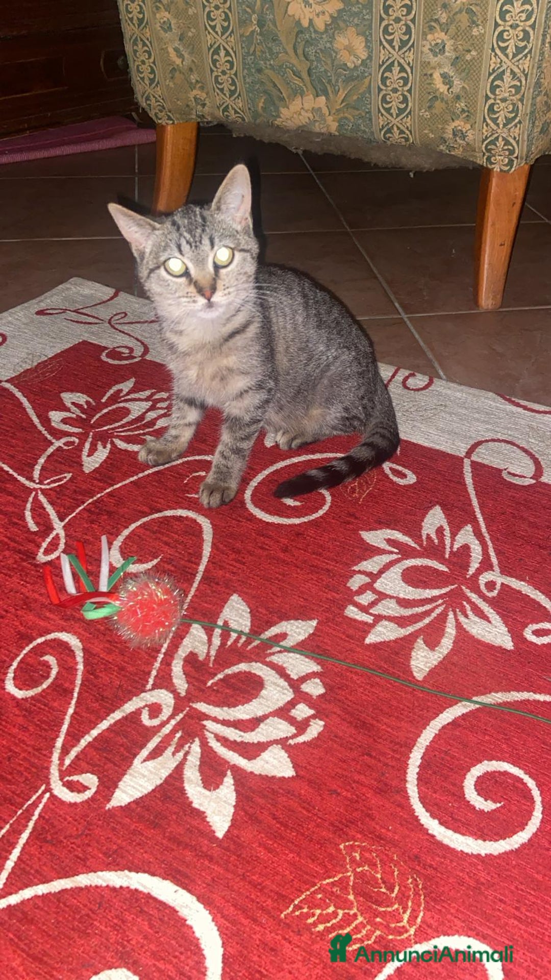 Europeo gatti in regalo: Tigratina dolce  - Annuncio 4