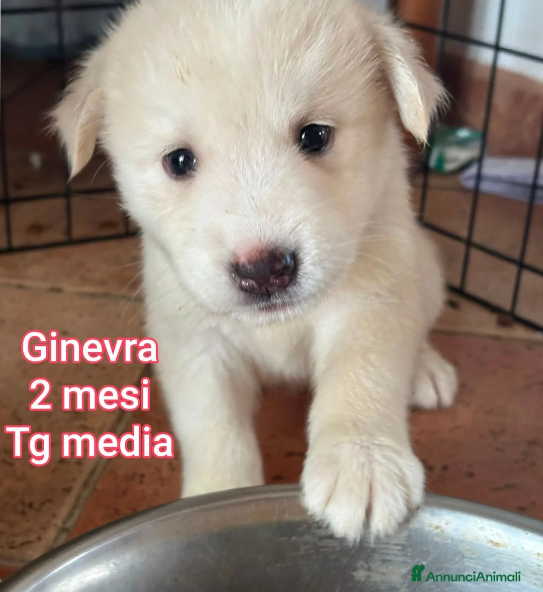 Meticcio cani in regalo: Cuccioli in cerca di famiglie  a Provincia di Prato - Annuncio 2