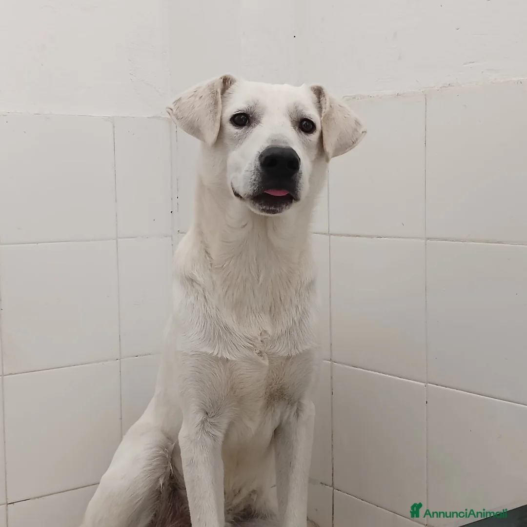 Meticcio cani in regalo: Jerry un cucciolo dalce curioso giocherellone - Annuncio 3