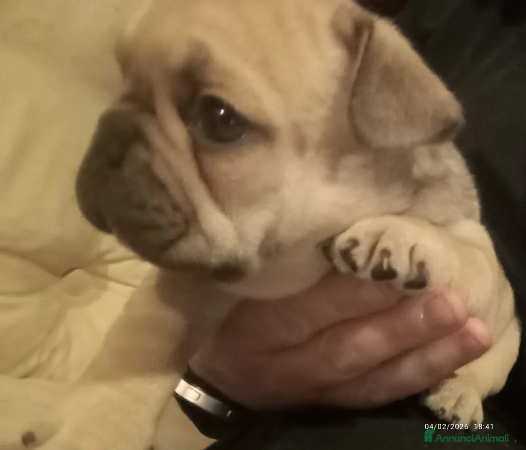 Bulldog Francese cani in vendita: Bulldog francese  - Annuncio 6