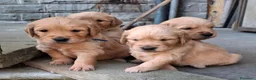 Golden Retriever cani in vendita: Cuccioli golden retriver  a Città Metropolitana di Firenze - Annuncio 2