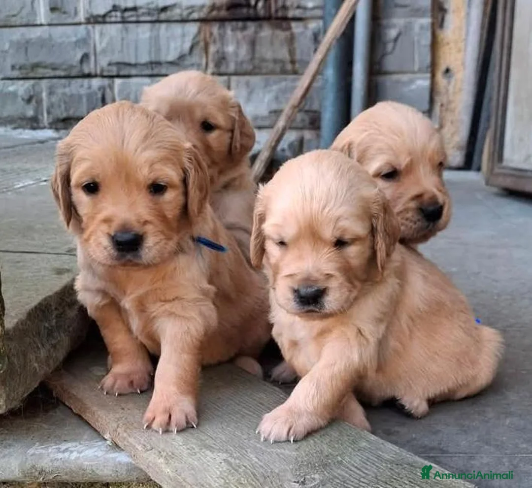 Golden Retriever cani in vendita: Cuccioli golden retriver  a Città Metropolitana di Firenze - Annuncio 2