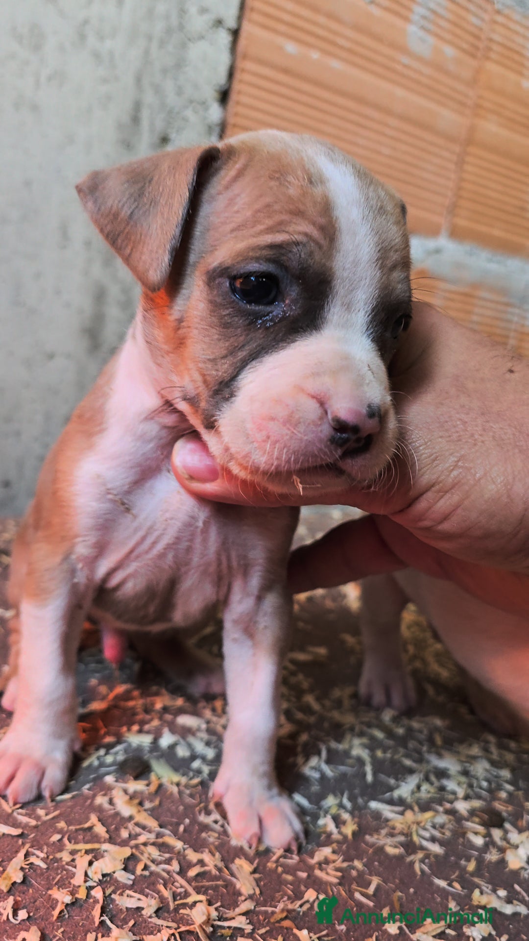 American Staffordshire cani in vendita: Cuccioli Amstaff  - Annuncio 23