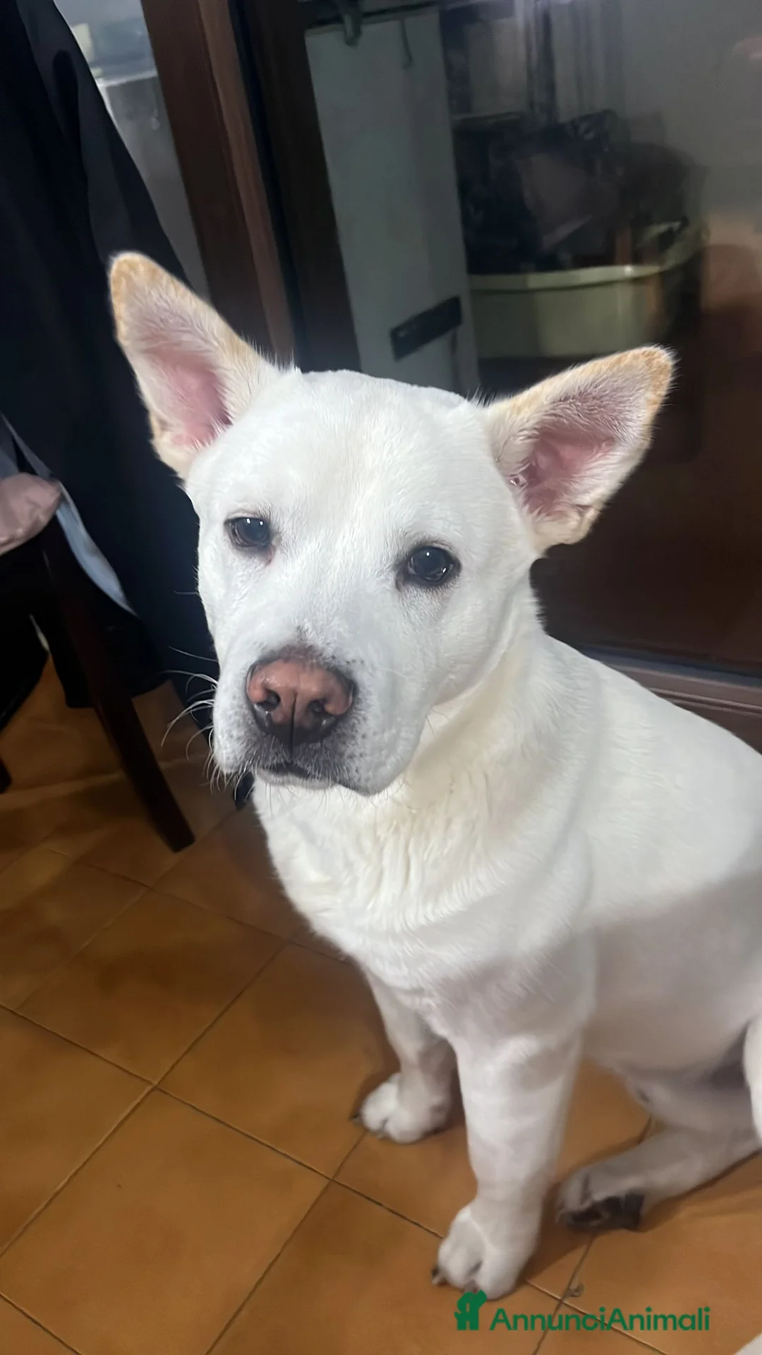 Meticcio cani in regalo: Cucciolo di taglia media  - Annuncio 2