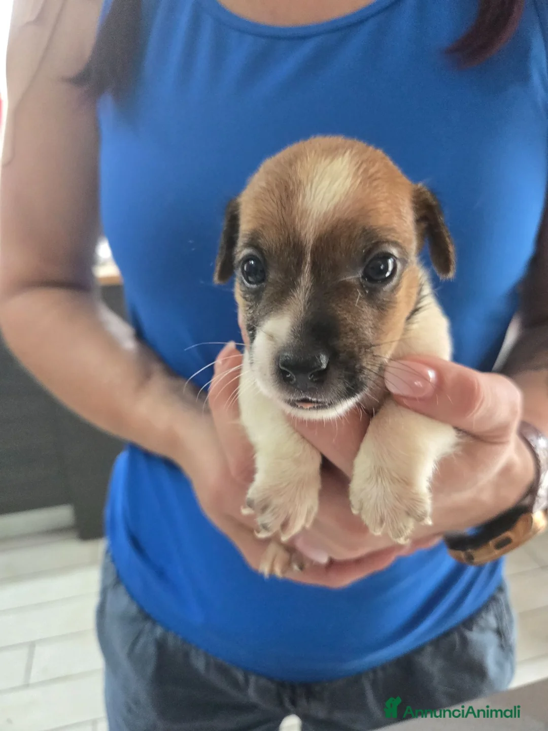 Jack Russell cani in vendita: Cuccioli jack russel terrier - Annuncio 11