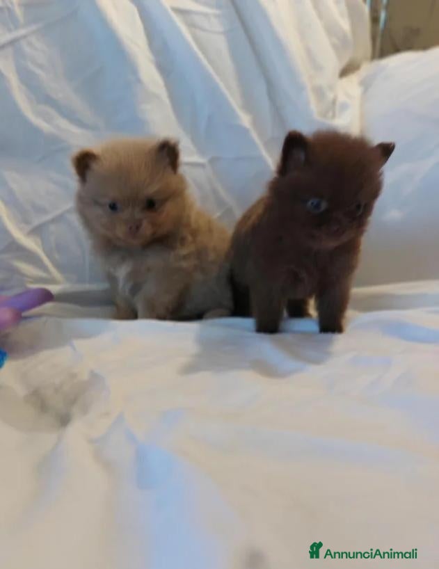 Volpino Pomerania cani Cuccioli di Pomerania maschi e femmine cioccolato - Annuncio 27