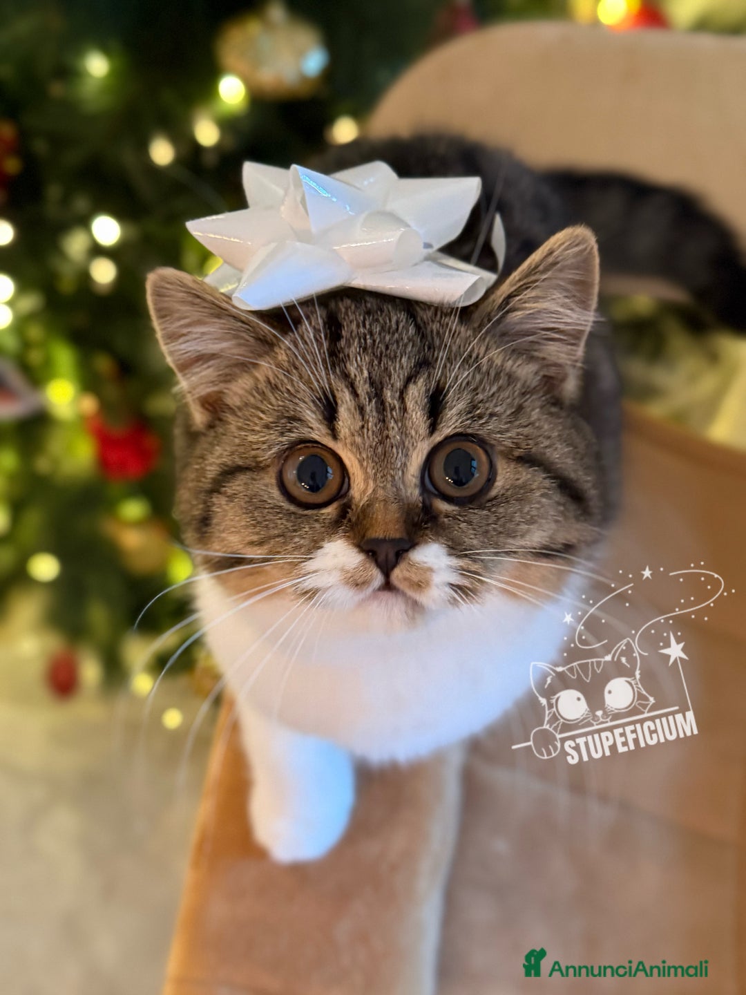 Scottish gatti in vendita: Stupeficium Amos - Scottish Straight - Annuncio 5