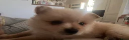 Meticcio cani in vendita: Vendo volpini  a Città Metropolitana di Bologna - Annuncio 4