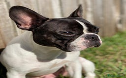 Bulldog Francese cani in vendita: Cucciolo Bulldog Francese da Allevamento Italiano  - Immagine 2