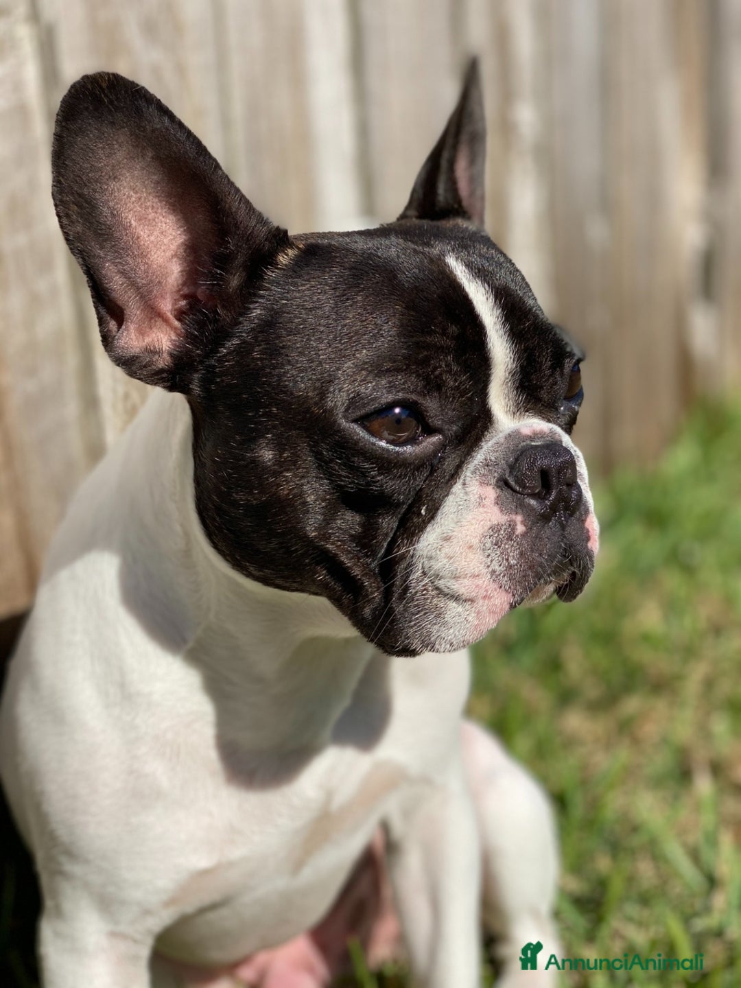Bulldog Francese cani in vendita: Cucciolo Bulldog Francese da Allevamento Italiano  - Immagine 2