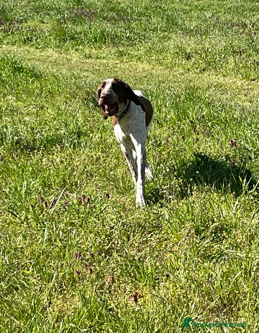 Immagine della galleria {{count}}