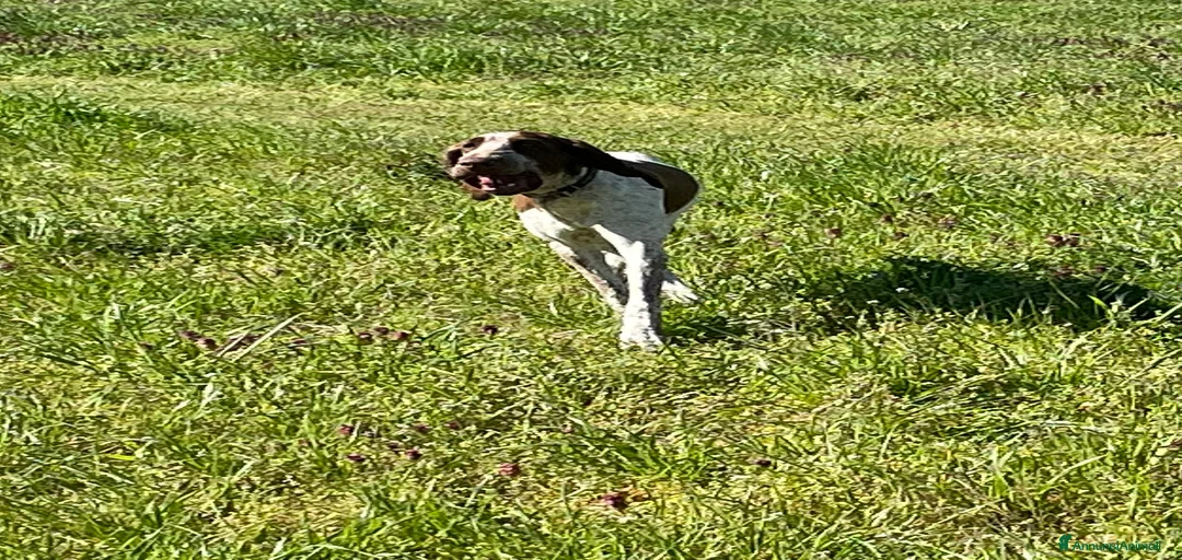 Immagine della galleria {{count}}