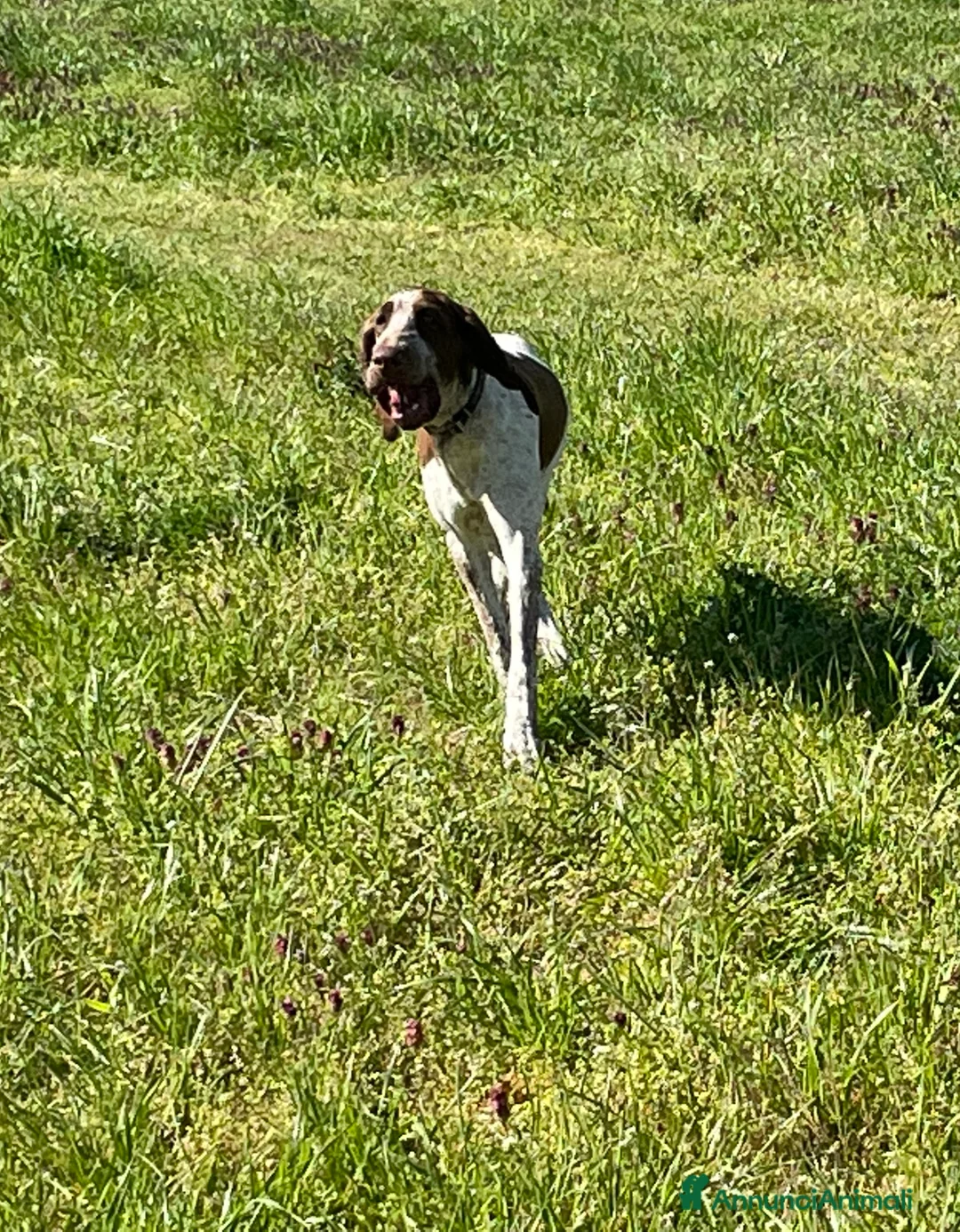 Immagine della galleria {{count}}