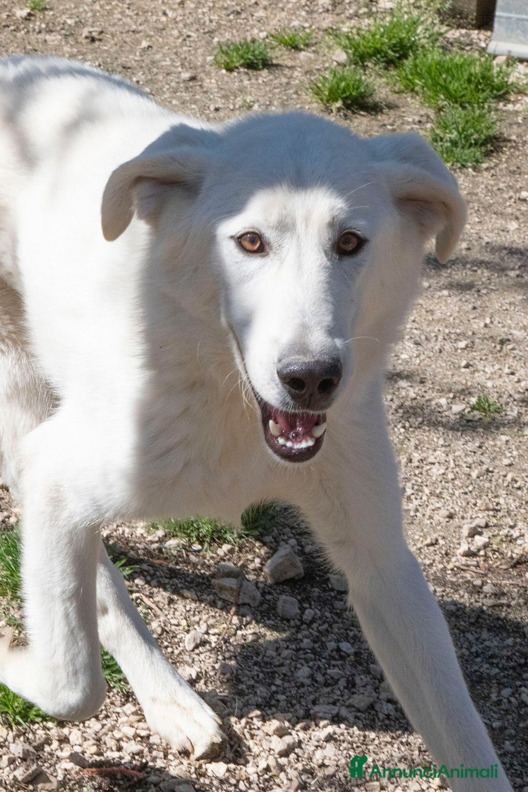 Meticcio cani in regalo: LA SPLENDIDA ZULEYA a Città metropolitana di Roma Capitale - Annuncio 2