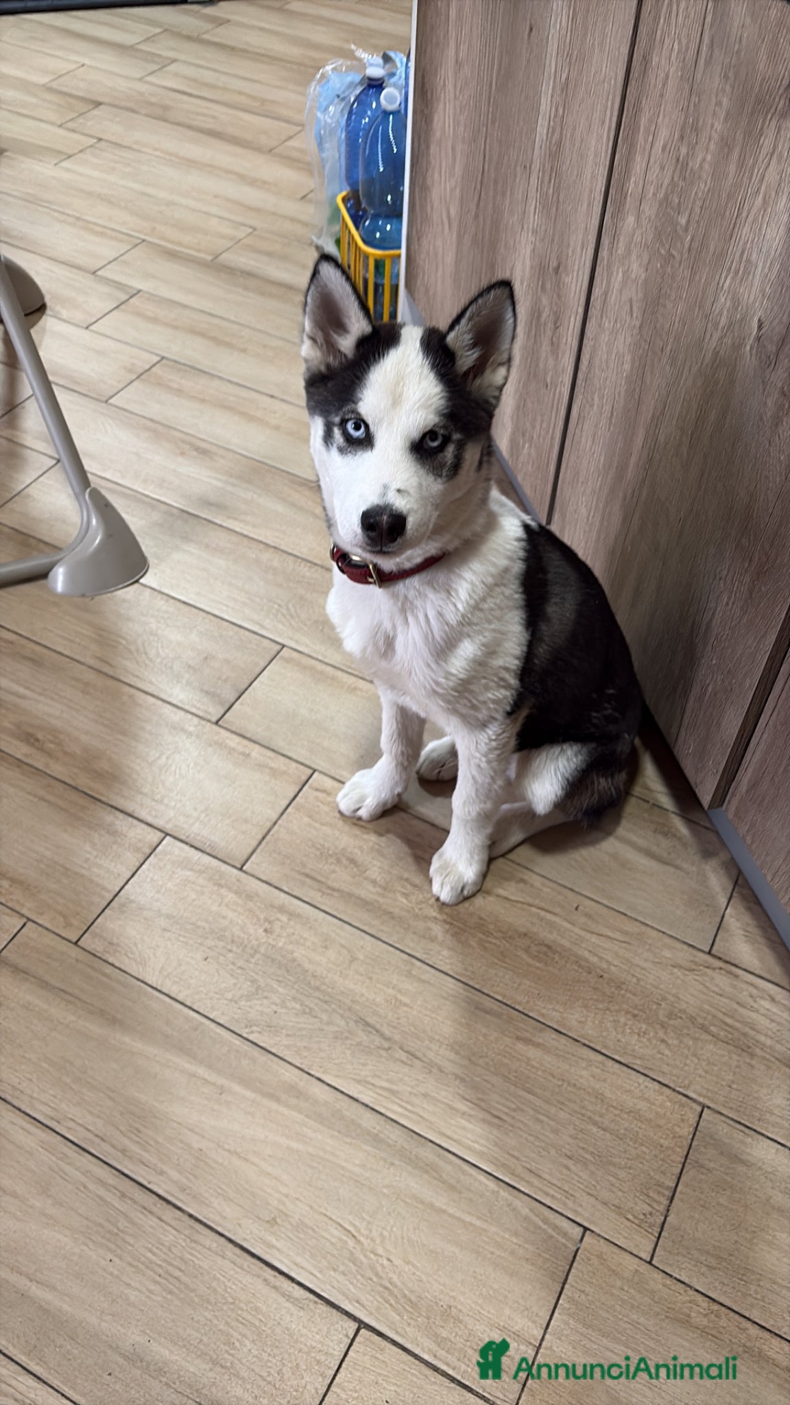 Husky cani Regalo husky - Annuncio 2