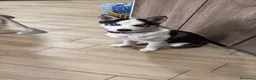 Husky cani in regalo: Regalo husky a Provincia di Catanzaro - Annuncio 1