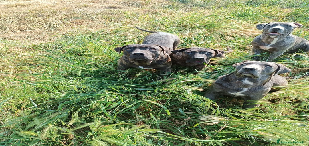 Immagine della galleria {{count}}