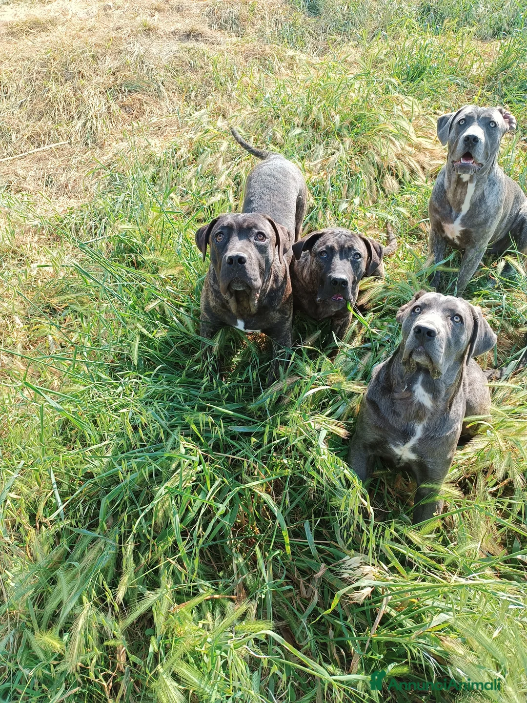 Immagine della galleria {{count}}