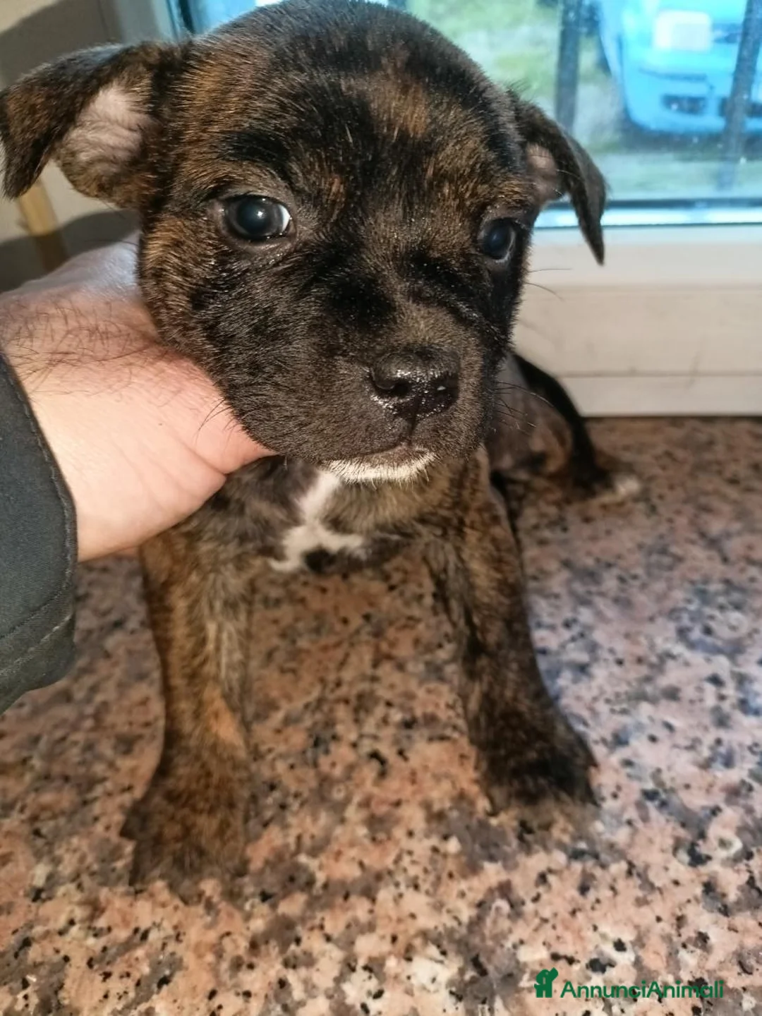 Staffordshire cani in vendita: Staffordshire bull terrier  - Annuncio 4