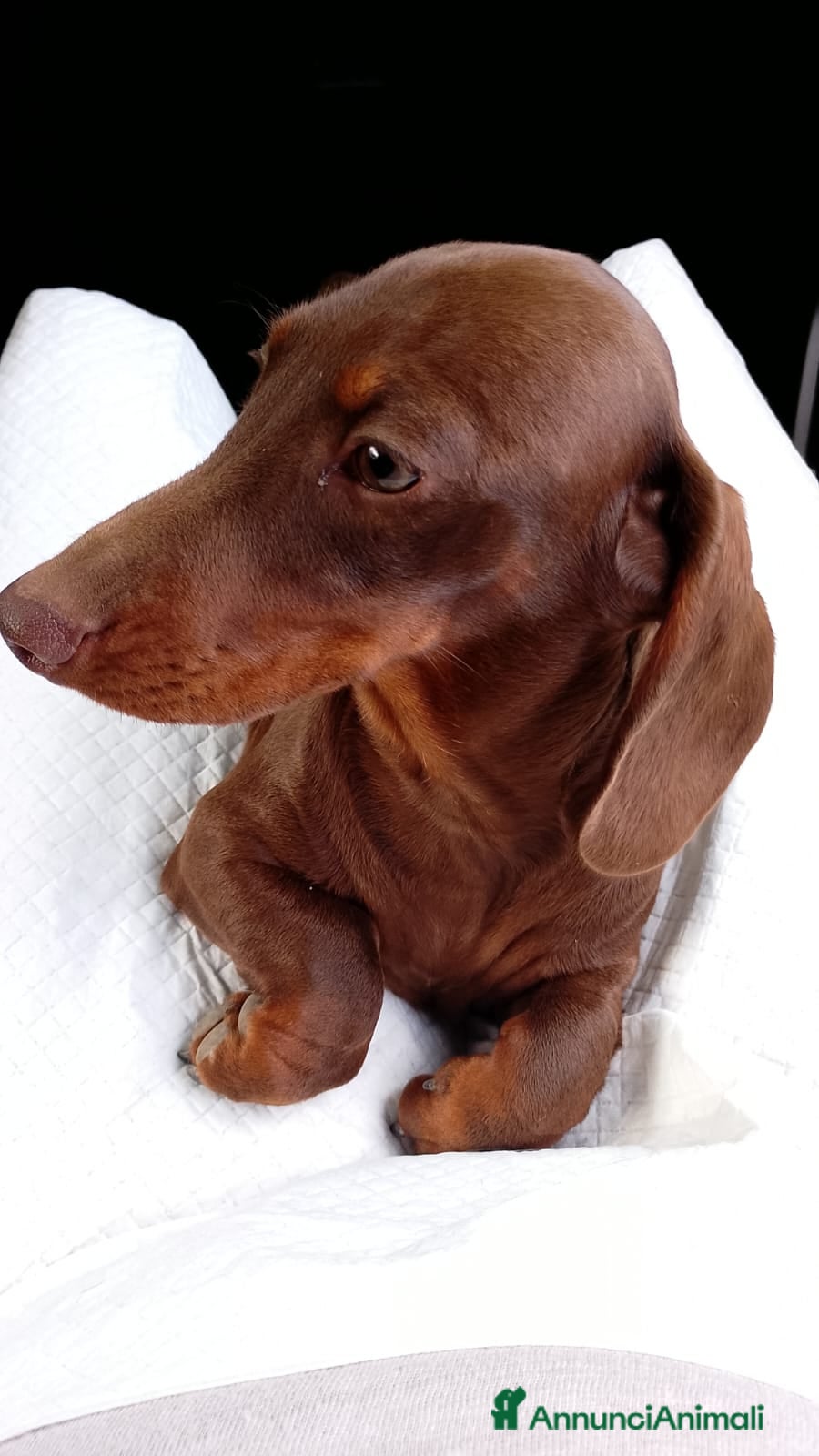 Bassotto cani Bassotto cioccolato con Pedigree ENCI/ FCI.  - Annuncio 2