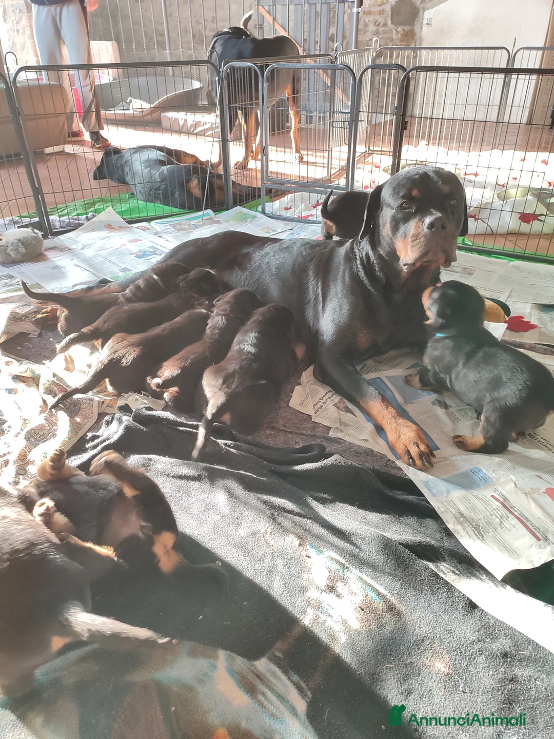 Immagine della galleria {{count}}