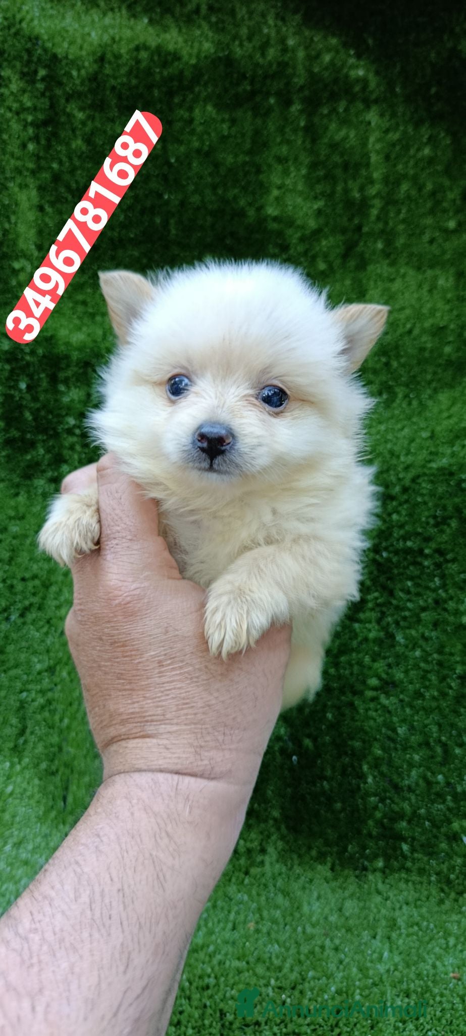 Spitz cani SPITZ TEDESCO cucciolo batuffolino  - Annuncio 2
