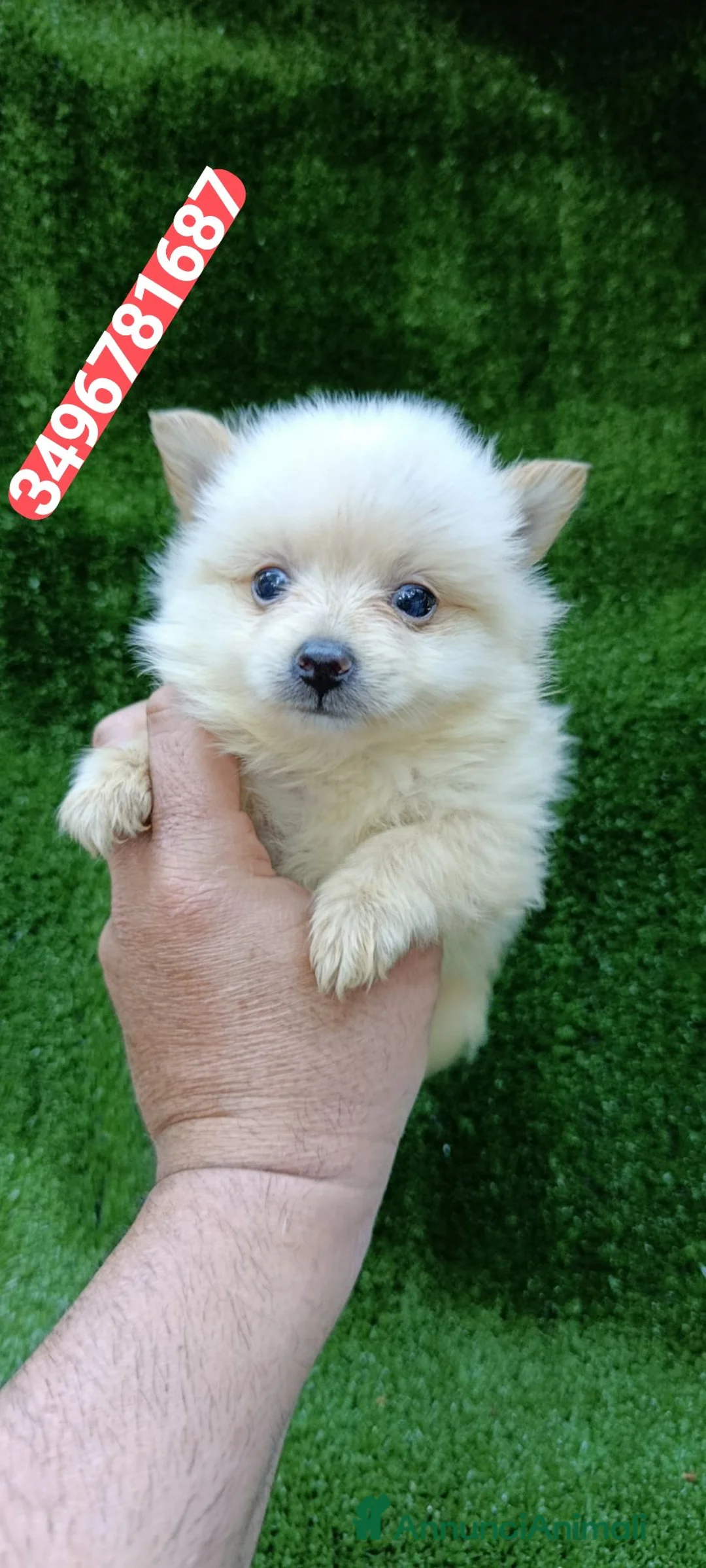 Spitz cani in vendita: SPITZ TEDESCO cucciolo batuffolino  - Annuncio 1