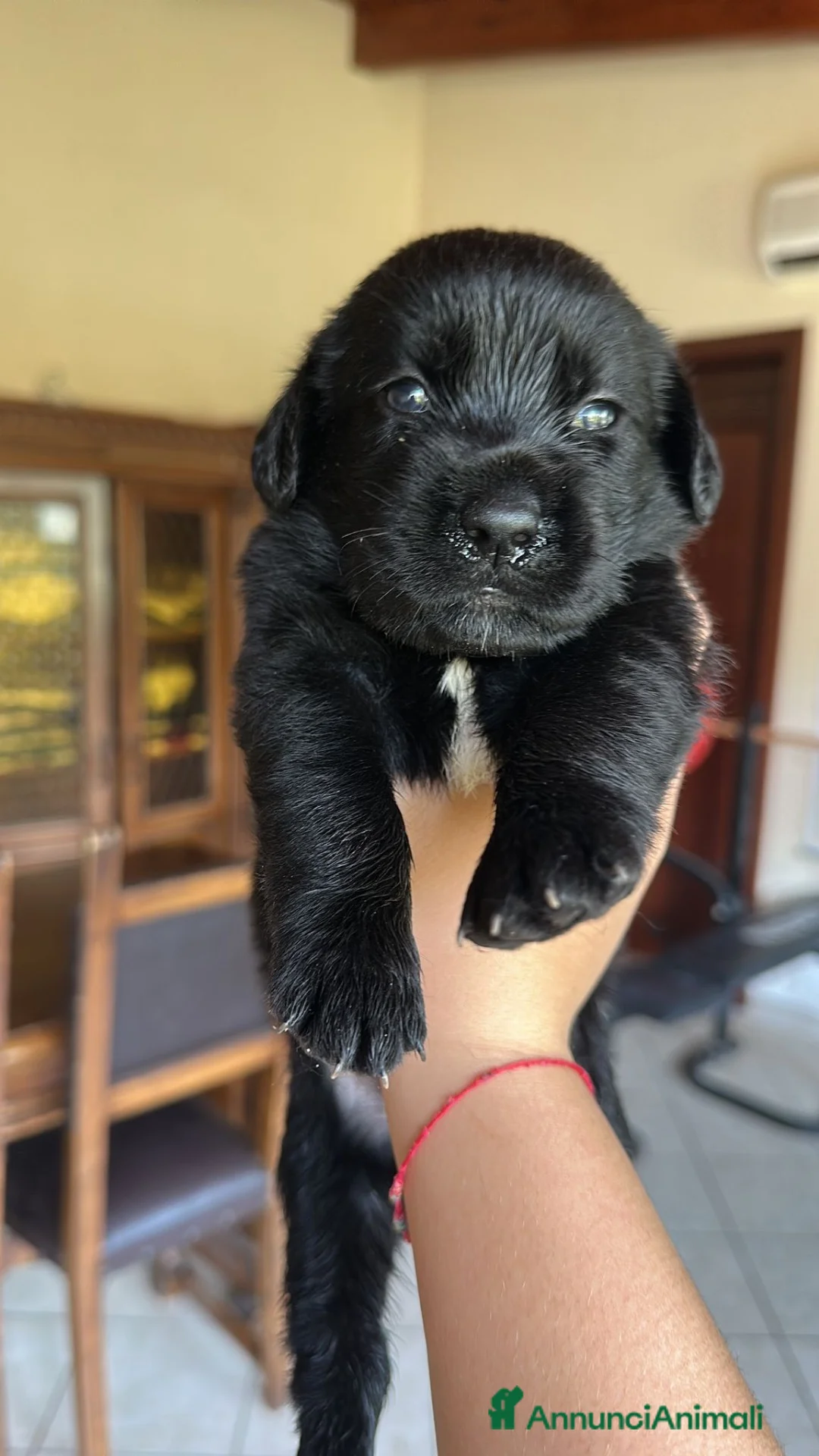 Labrador cani in vendita: Cuccioli Labrador nero a Città Metropolitana di Napoli - Annuncio 4