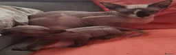 Sphynx gatti in vendita: VENDO GATTO SPHYNIX  - Annuncio 3