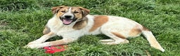 Meticcio cani in regalo: Tristano 8 mesi taglia media  a Provincia di Teramo - Annuncio 3