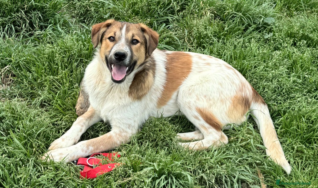 Meticcio cani in regalo: Tristano 8 mesi taglia media  a Provincia di Teramo - Annuncio 3