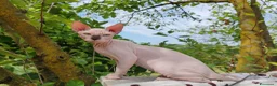 Sphynx gatti in vendita: Disponibili splendidi cuccioli di Sphynx ✨ - Annuncio 11