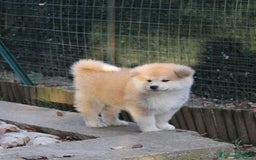 Akita Inu cani in vendita: Prenotazioni CUCCIOLI AKITA LOMBARDIA a Province of Como - Immagine 12