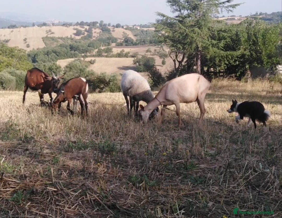 Border Collie cani in vendita: Border Collie  - Annuncio 7